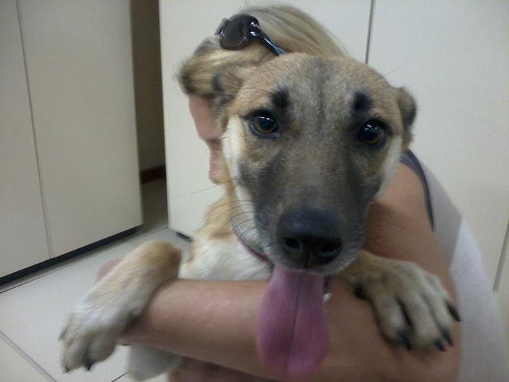 Cadela agredida em São José procura um lar para ficar 10 Cadela 'Cacau' em busca de adoção. (Foto: Divulgação)