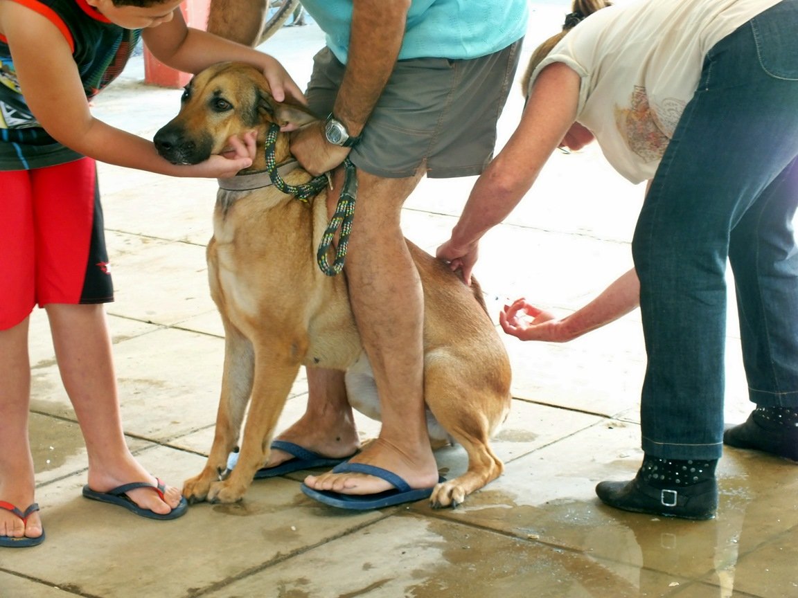 Inoã e Itaipuaçu recebem vacinação antirrábica neste sábado 9 Cães e gatos com mais de três meses devem ser vacinados contra a raiva. (Foto: João Henrique | Maricá Info)