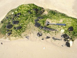 A história de Charles Darwin em Maricá 8 Beachrocks de Jaconé. (foto: Renato Ramos | Panoramio)