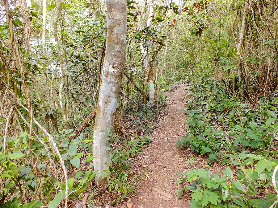 Trilhas de Maricá - Pedra do Elefante 3 Trilha tem duração de aproximadamente 1h30 dependendo do ritmo da caminhada. (foto: João Henrique / Maricá Info)