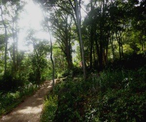 Maricá: Circuito Ecológico visita Cascata da Lagoinha neste domingo 10 Trilha fica numa área de Refúgio da Vida Silvestre da Mata Atlântica. (foto: Clarildo Menezes)