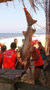 Tubarão de 2 metros é capturado na praia de Itaipuaçu 10 Tubarão de aproximadamente 2 metros foi capturado em Itaipuaçu. (foto: Lucas Oliveira)
