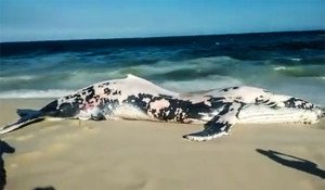 Itaipuaçu: Baleia é encontrada morta na praia do Recanto 8 Membros do laboratório de mamíferos marinhos da UERJ estiveram no local mas só encontraram os ossos da baleia.