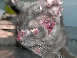 Saúde: Esporotricose tem cura, saiba mais sobre a doença causada por um fungo 10 Gato com esporotricose. (foto: Sociedade Brasileira de Dermatologia Veterinária)