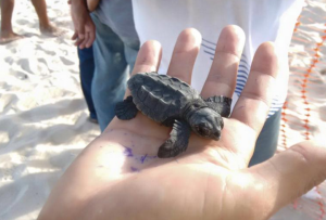 Maricá: Tartarugas marinhas saem do ninho e ganham o mar 5 Tartarugas nasceram cerca de dois meses depois da mãe pôr os ovos.