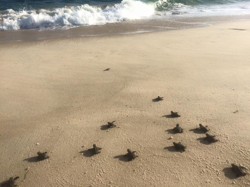 Maricá: Tartarugas marinhas saem do ninho e ganham o mar 6 turtles marica