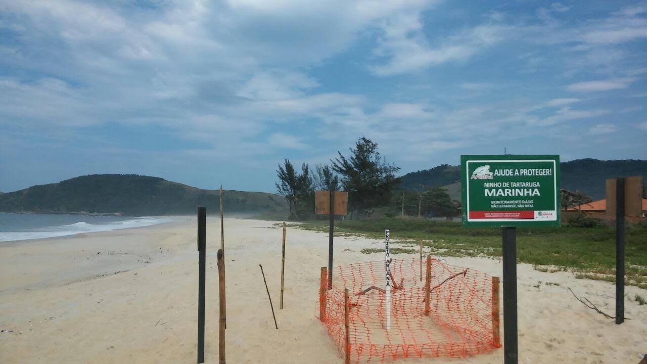 Em Maricá, ressaca destrói ninho de tartaruga marinha 9 ninho turtle 1
