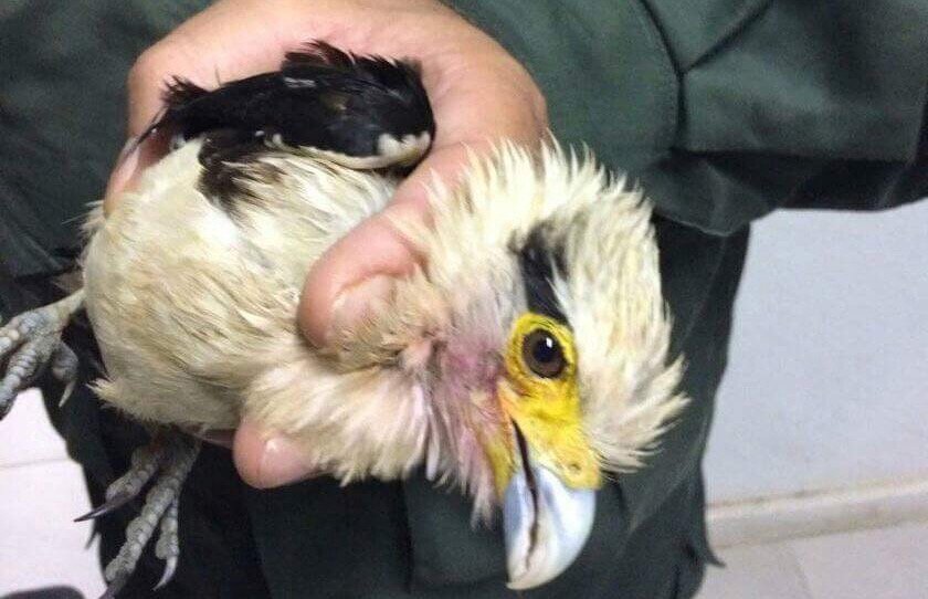 Maricá: Ave de rapina é resgatada em Cordeirinho 8 IMG 4132