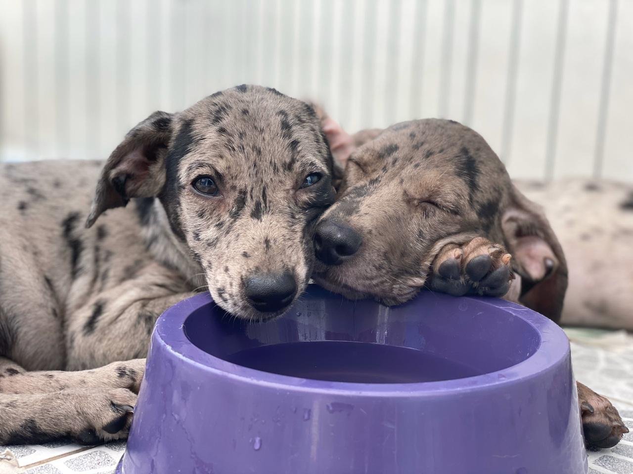 Maricá: Mais animais são adotados em campanha municipal 8 catiorros