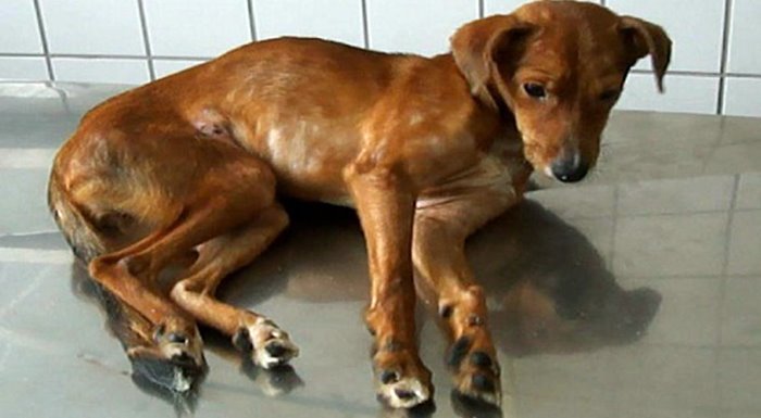 Maricá: Prefeitura emite comunicado sobre casos de Cinomose Canina 7 cinomose canina