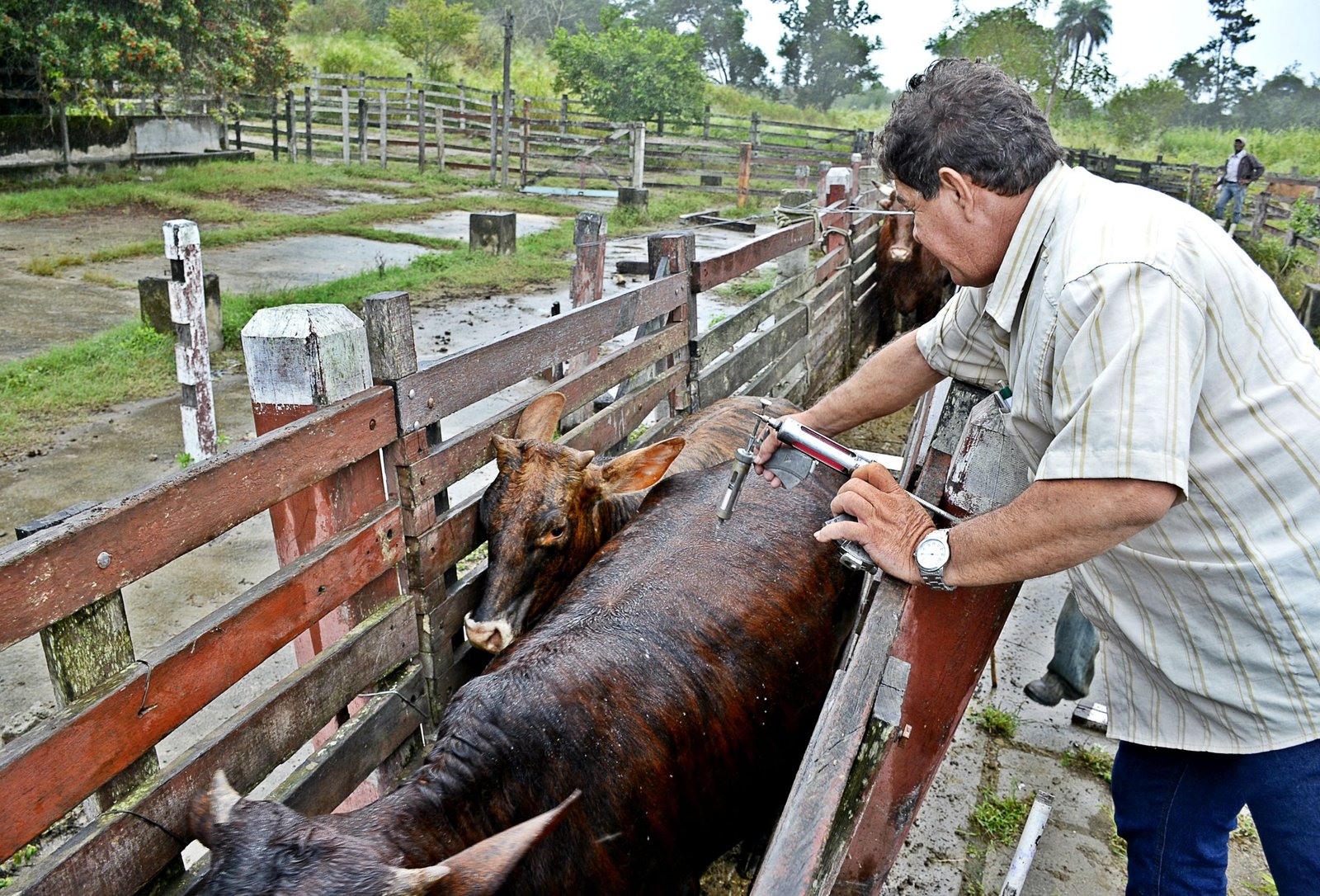 Maricá: Vacinação contra a febre aftosa termina amanhã 8 febre aftosa scaled