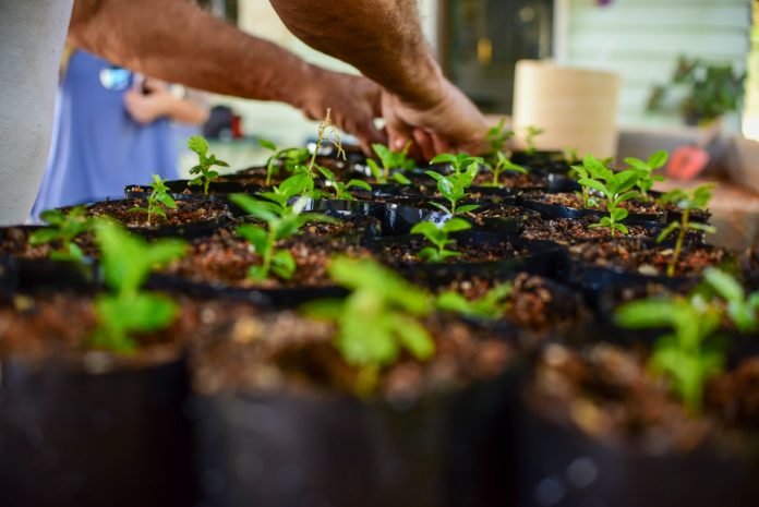 Maricá divulga calendário do 'Maricá+Verde' para distribuição gratuita de mudas, confira! 7 mudas