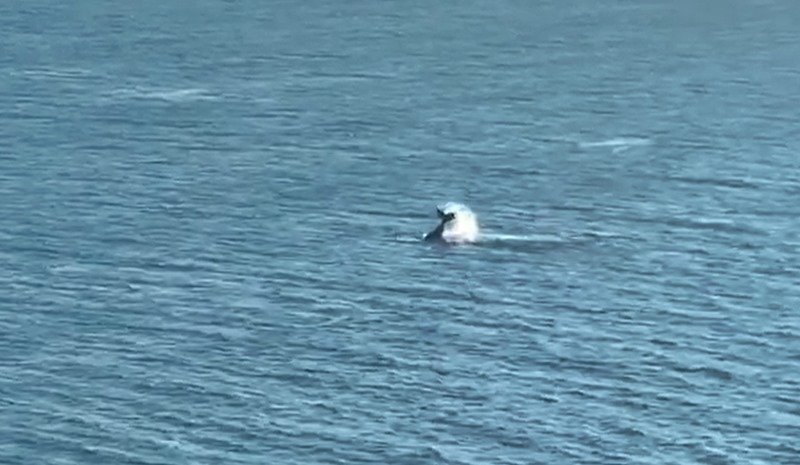 Litoral de Maricá recebe visita de baleias (vídeo) 8 baleias litoral ponta negra