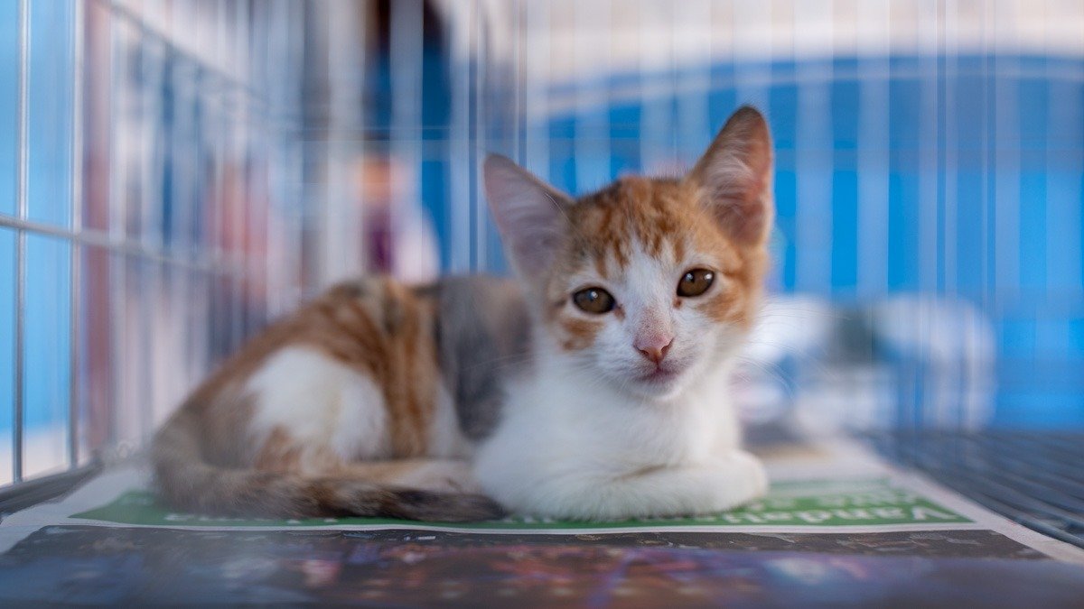 Maricá estimula o resgate e a adoção de gatos 10 gato