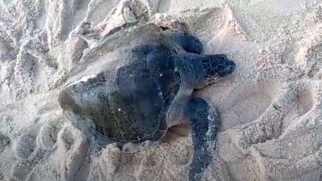 Maricá: Tartaruga é encontrada ferida na Praia de Itaipuaçu 11 tartaruga couro