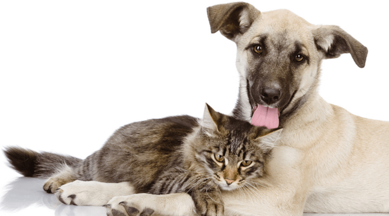 Niterói abre inscrições para castração gratuita de cães e gatos 4 caoegato
