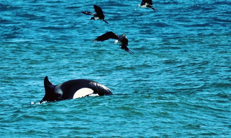 Orcas são vistas no litoral de Maricá (RJ) neste sábado 9 orcas marica