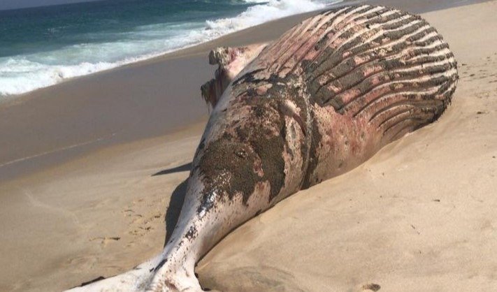 Baleia jubarte é encontrada morta em praia de Maricá 12 baleia jubarte horizontal JPG