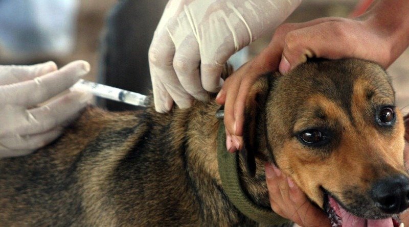 Maricá: Campanha de vacinação antirrábica animal tem novas datas 8 vacinacao caes e gatos