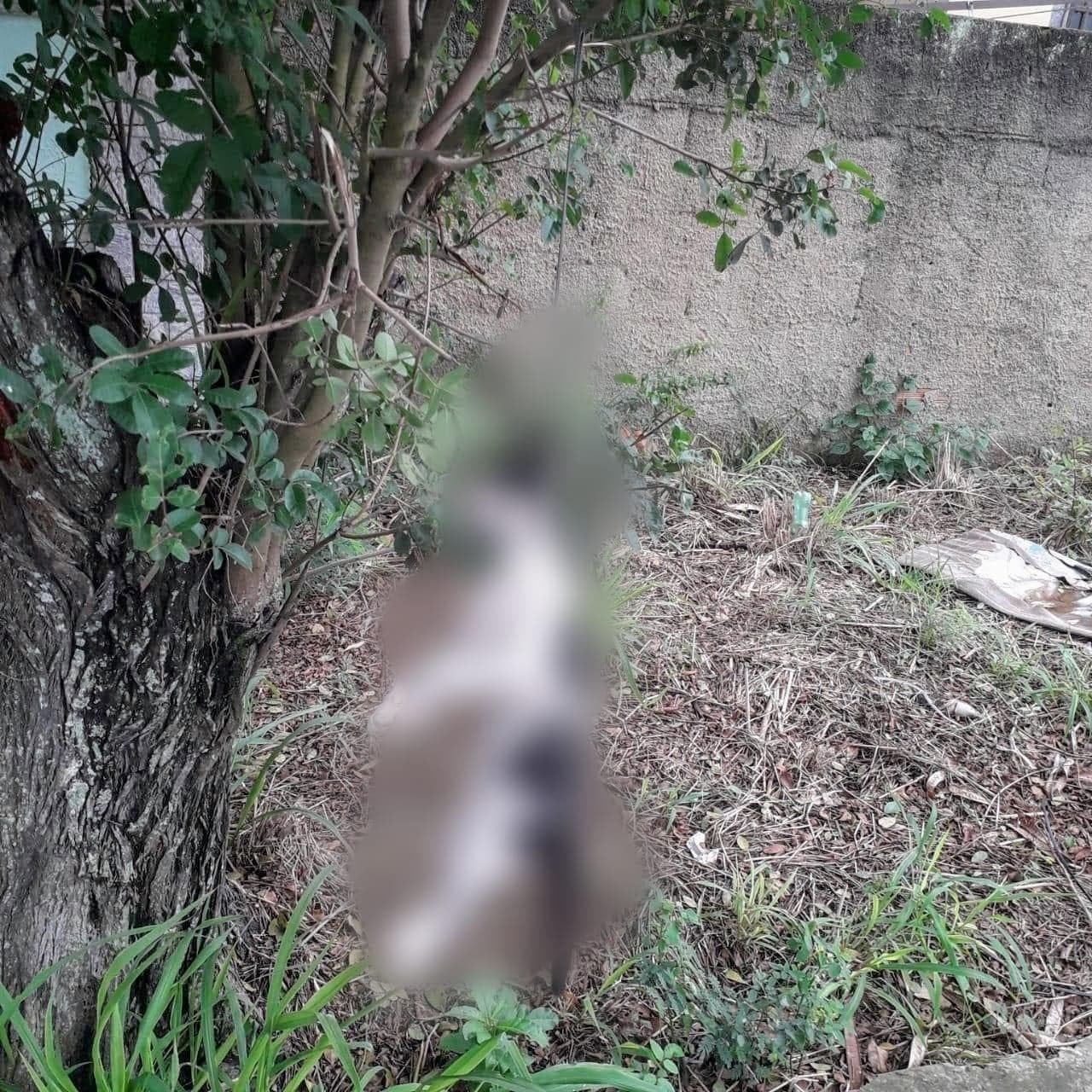 Gato é encontrado morto enforcado em bairro de Maricá 3 gato morto