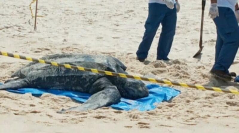 Tartaruga de 200 quilos é encontrada morta em praia de Maricá 6 tartaruga gigante 200kg