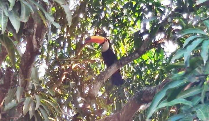 Tucano encanta moradores em Itaipuaçu 5 tucano marica