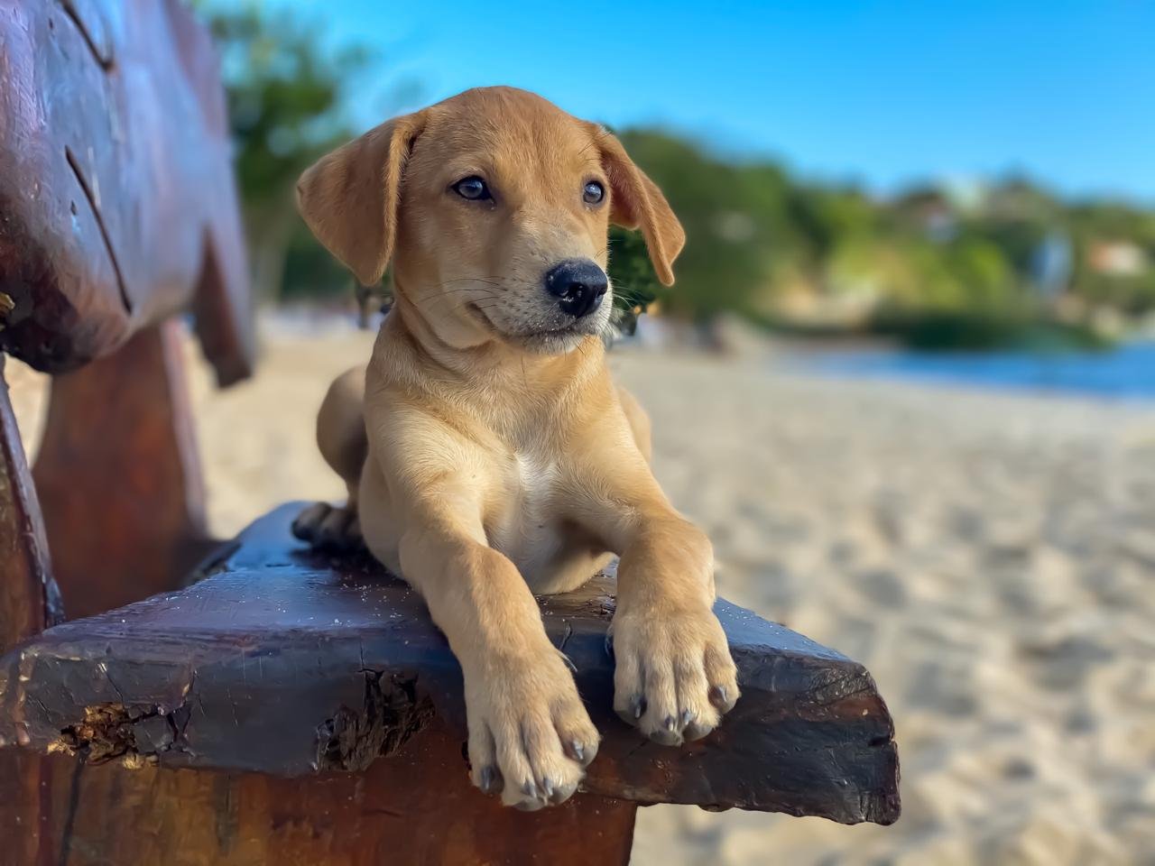 Maricá: Nova lei visa garantir controle populacional de animais em situação de rua 8 adocao caes e gatos marica