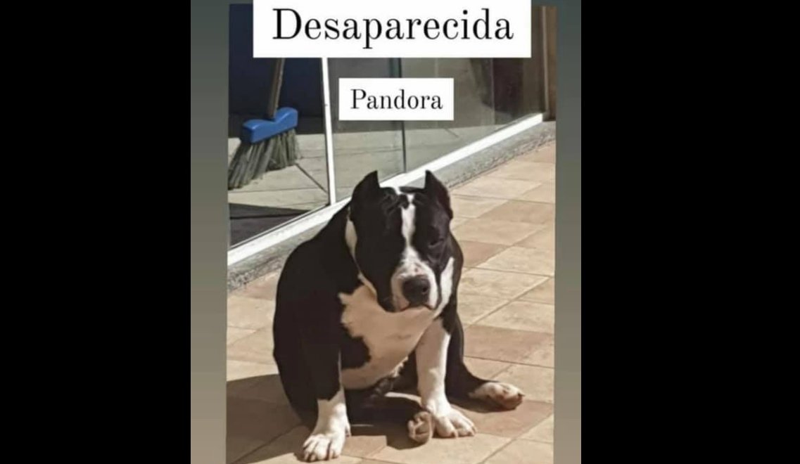 Maricá: Recompensa de R$2 mil por pitbull desaparecida 8 pandora ponta negra