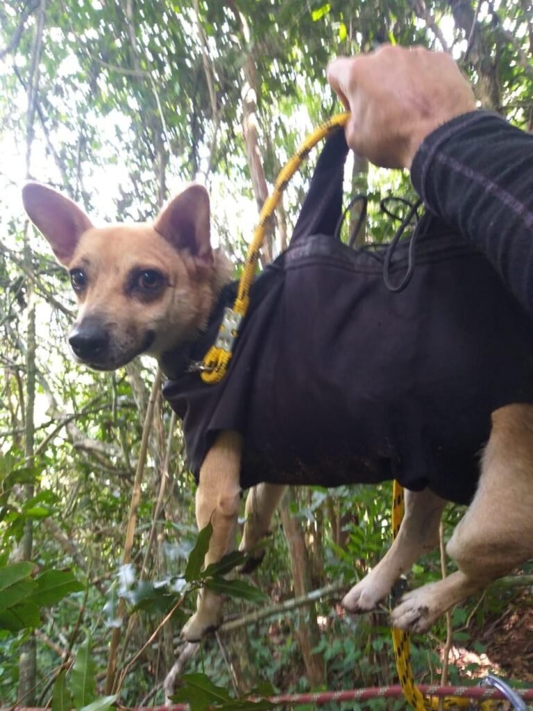 Maricá: Cachorro é resgatado de rapel após ficar perdido em Itaipuaçu 7 cachorrinho resgate