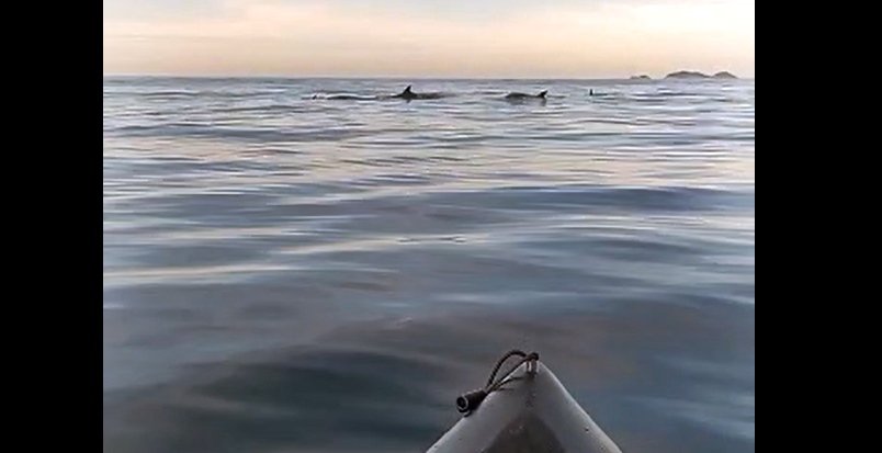 Golfinhos encantam pescadores na Barra de Maricá 9 golfinhos barra de marica
