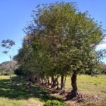 Terrenos no condomínio Park das Águas com condições imperdíveis 16 Park das Aguas 9