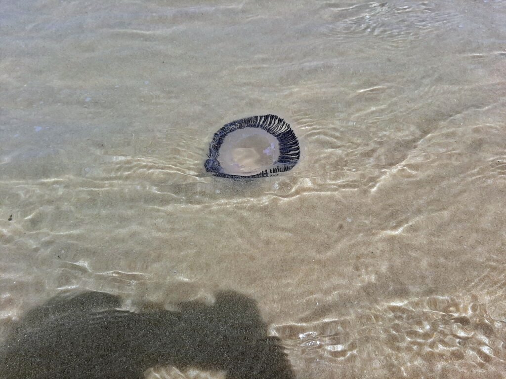 Mar calmo mas com água-viva em todo litoral de Maricá 6 agua viva marica