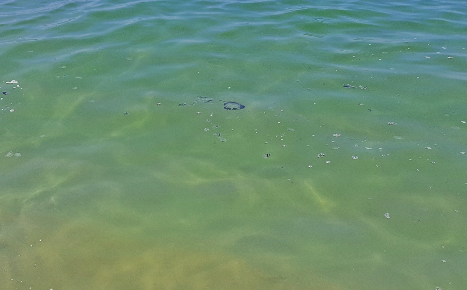 Mar calmo mas com água-viva em todo litoral de Maricá 5 agua viva praia itaipuacu marica