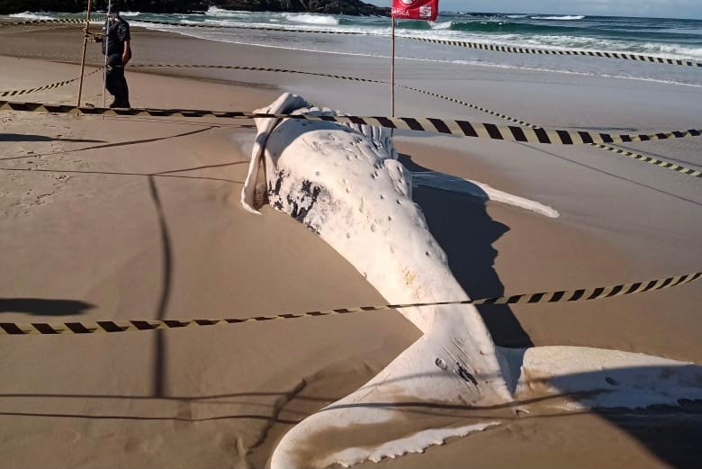 Mais uma baleia é encontrada morta em praia de Maricá 10 BBC28FA1 FE42 47C4 9422 FAF61F1ED9D2