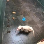 Em Maricá, filhotes da raça pit bull são resgatados de maus-tratos 10 maus tratos 4