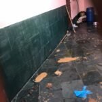 Em Maricá, filhotes da raça pit bull são resgatados de maus-tratos 11 maus tratos 5