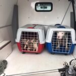 Em Maricá, filhotes da raça pit bull são resgatados de maus-tratos 13 maus tratos1