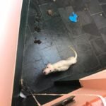 Em Maricá, filhotes da raça pit bull são resgatados de maus-tratos 14 maus tratos2