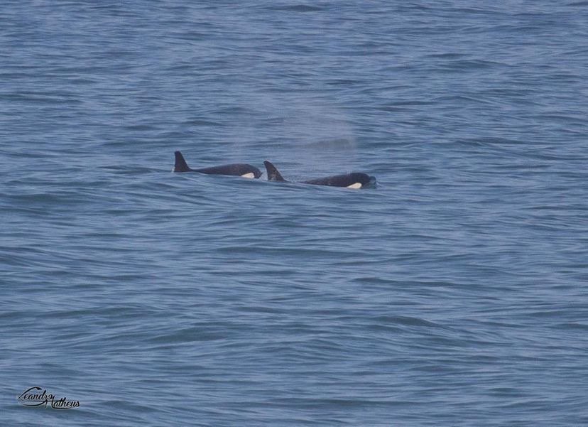 Orcas são vistas nas praias de Maricá (RJ) 8 3A5B0756 FC9A 4971 9504 BAF2FD543E15