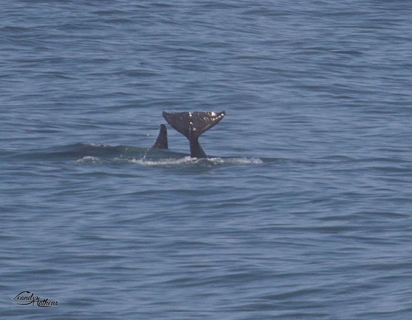 Orcas são vistas nas praias de Maricá (RJ) 7 B0DFFC26 E8A7 44CA 9ACC F01FD6572F36