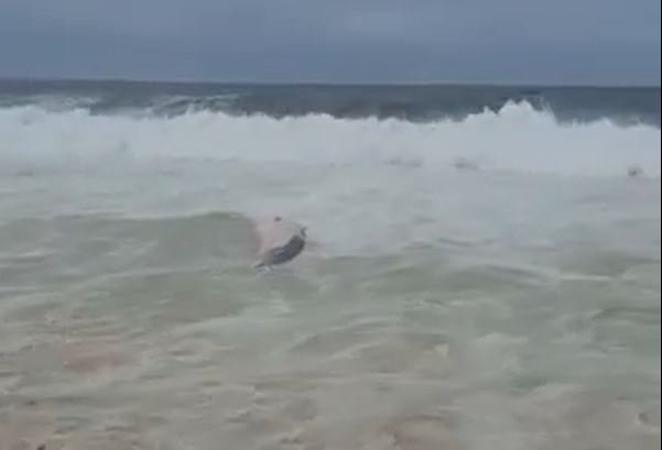 Baleia é encontrada morta em praia de Maricá 8 baleia1
