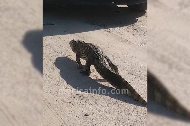 Maricá: Jacaré assusta moradores de condomínio 7 jacare condominio sj marica