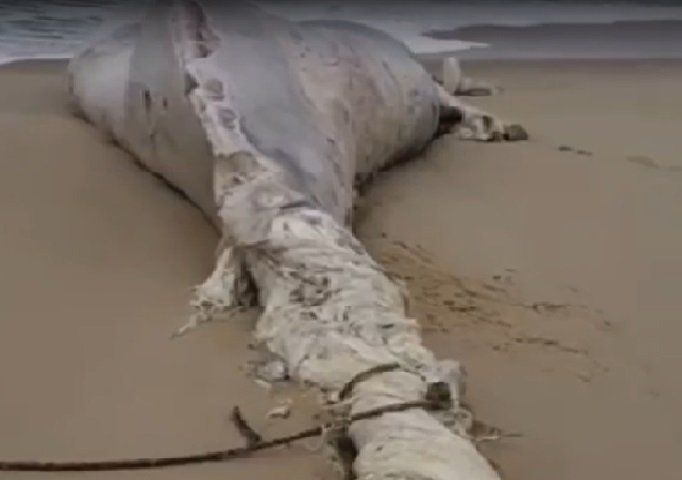 Baleias são encontradas mortas em praias de Maricá 11 baleia morta