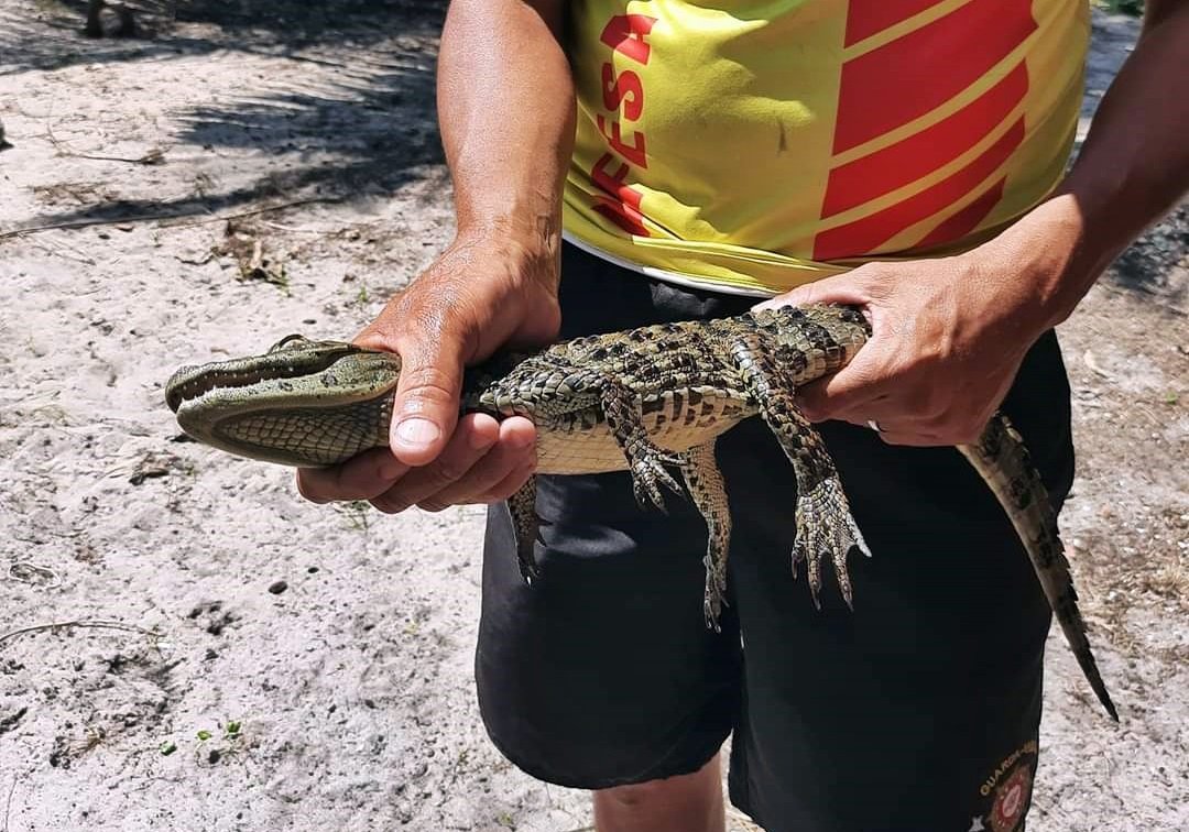 Maricá: Filhote de jacaré é resgatado em lagoa 11 jacare marica