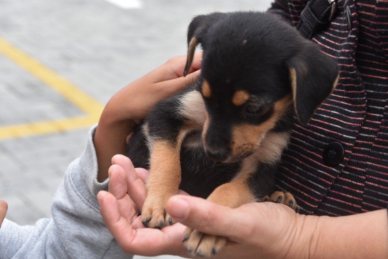 Maricá recebe campanha de adoção de animais neste domingo (19) 11 adocao animal 2021