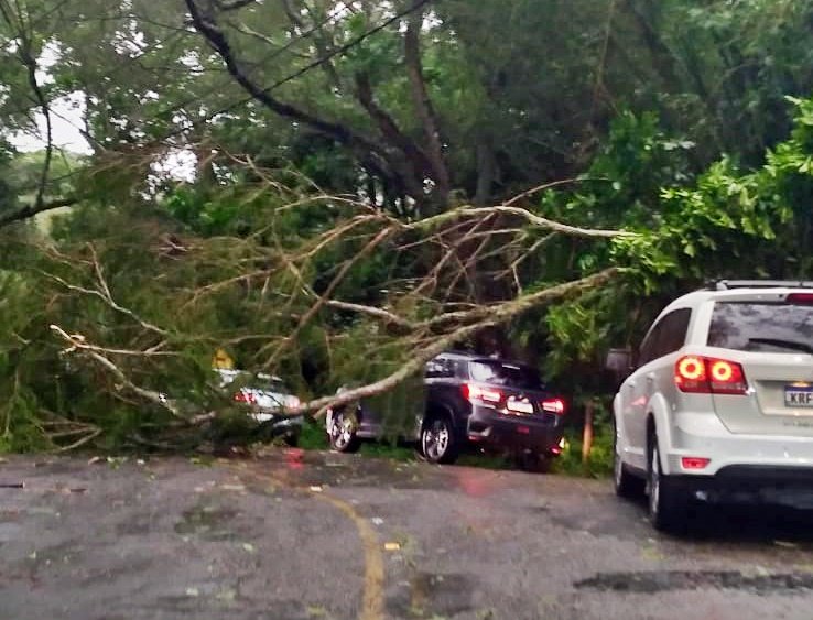 Itaipuaçu: Temporal derruba árvore na 'Estrada da Serrinha' 7 arvore serrinha