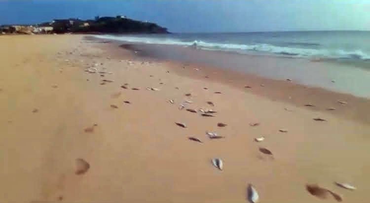 Maricá: Centenas de peixes são encontrados na areia da praia de Ponta Negra 10 peixes ponta negra