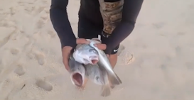 Maricá: Centenas de peixes são encontrados na areia da praia de Ponta Negra 11 peixes traineras maria