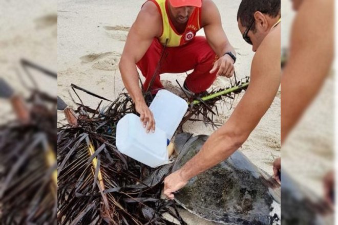 Maricá: Guarda vidas resgatam tartaruga presa em lixo na praia 9 tartariga marinha resgatada