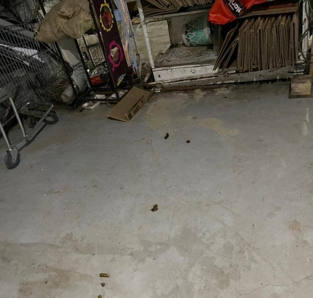 Maricá: Procon autua mercado após encontrar gatos em depósito 12 fezes gatos marica
